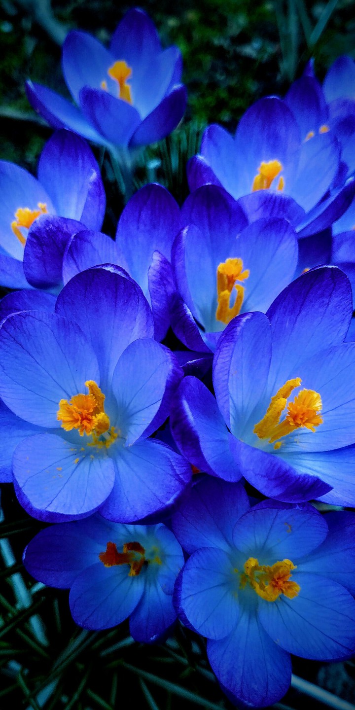 Beautiful Blue flowers.