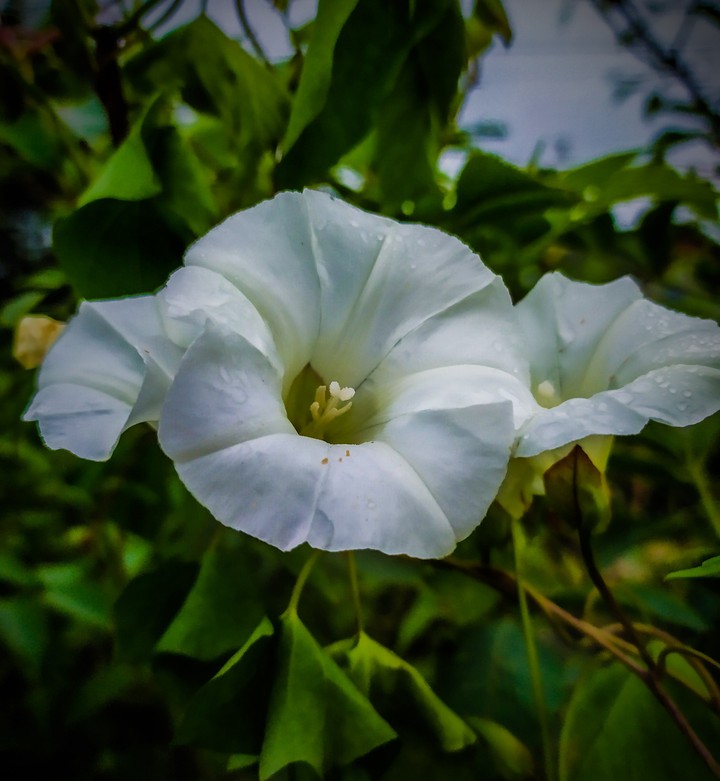 wildflower