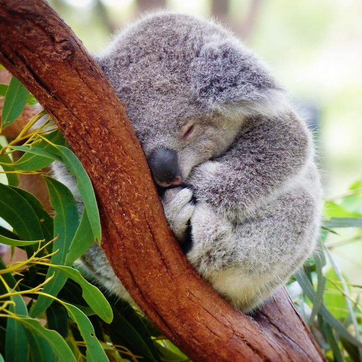 Коала