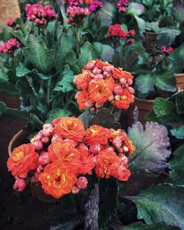 Flowers