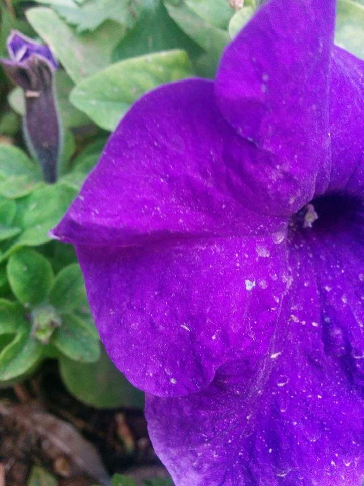 purple