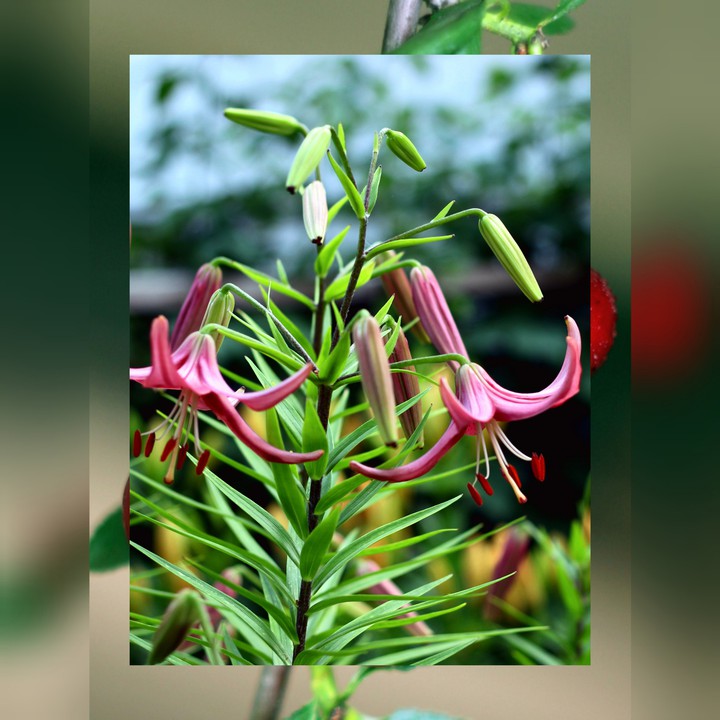 Collage. Lilies