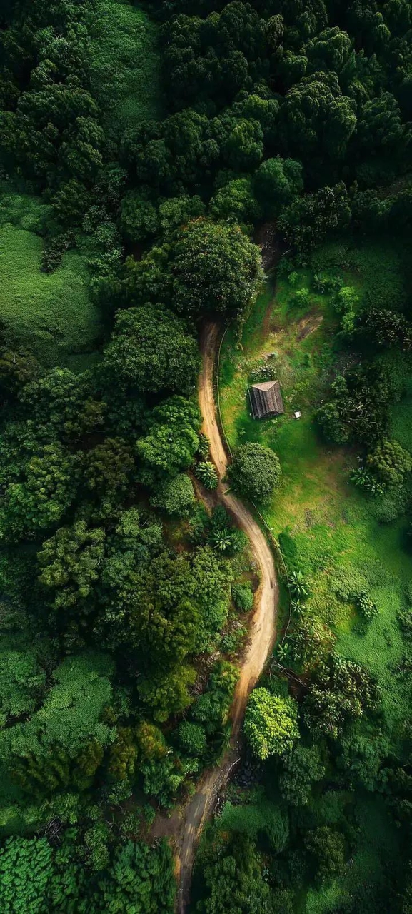 papéis de parede forest, rainforest