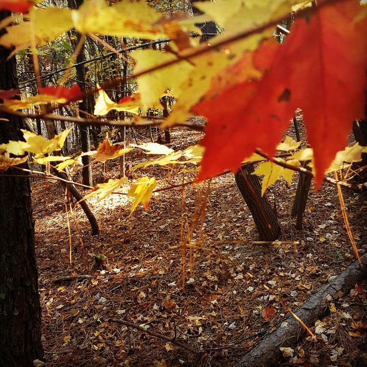 Fall in the Carolinas