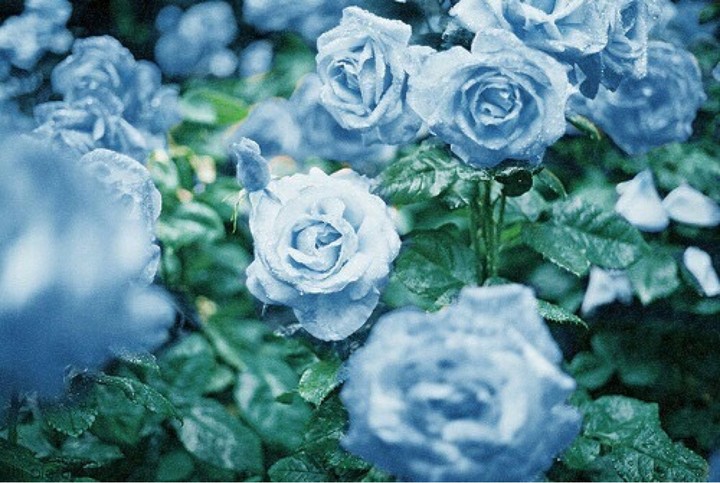 Roses