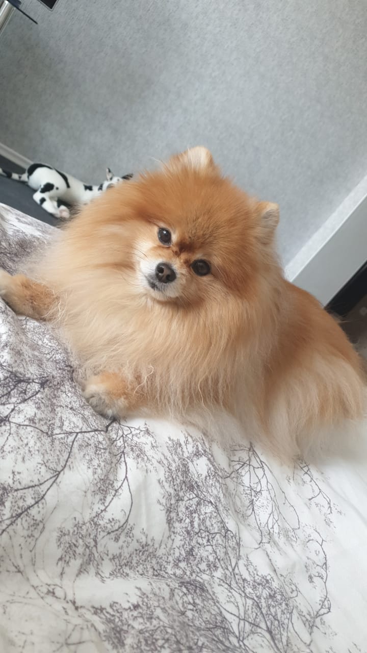 my favorit dog