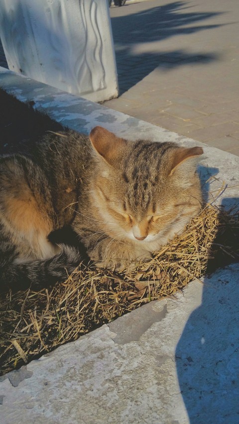 весна и котики