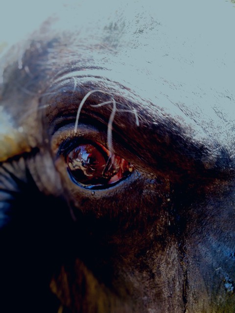 buffalo eye tear