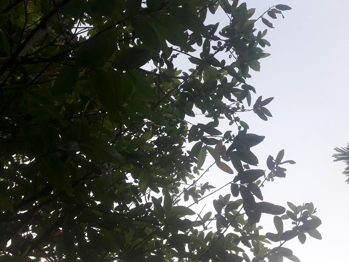 tree