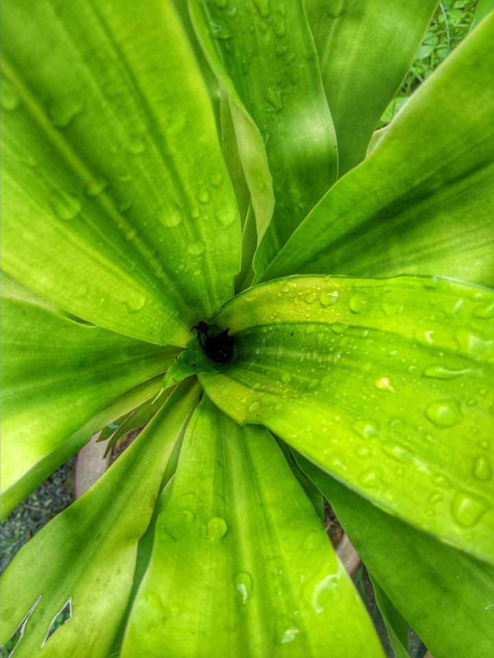 plants