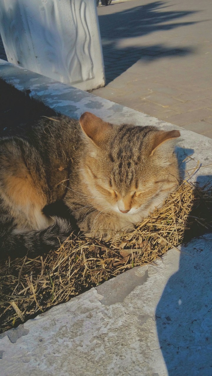 весна и котики
