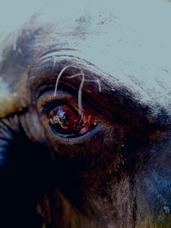 buffalo eye tear