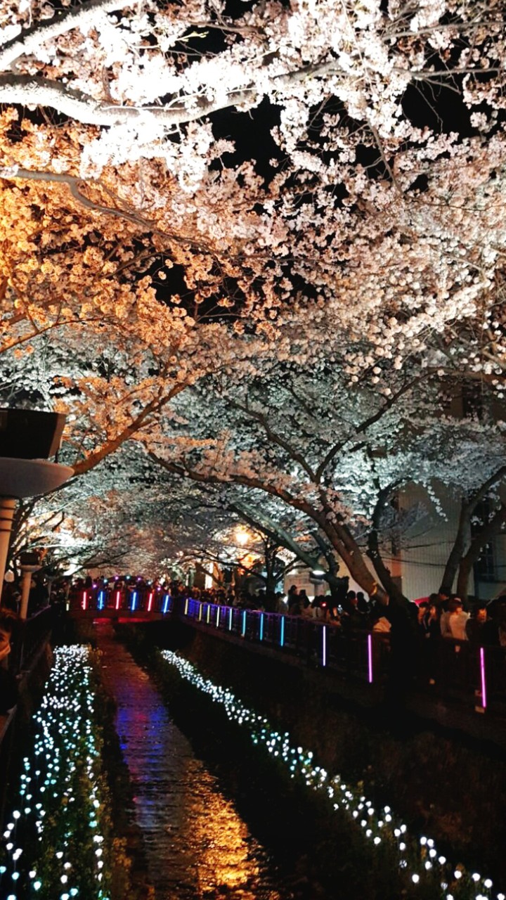 벚꽃축제