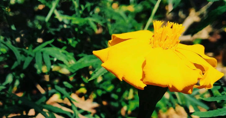 Bloom