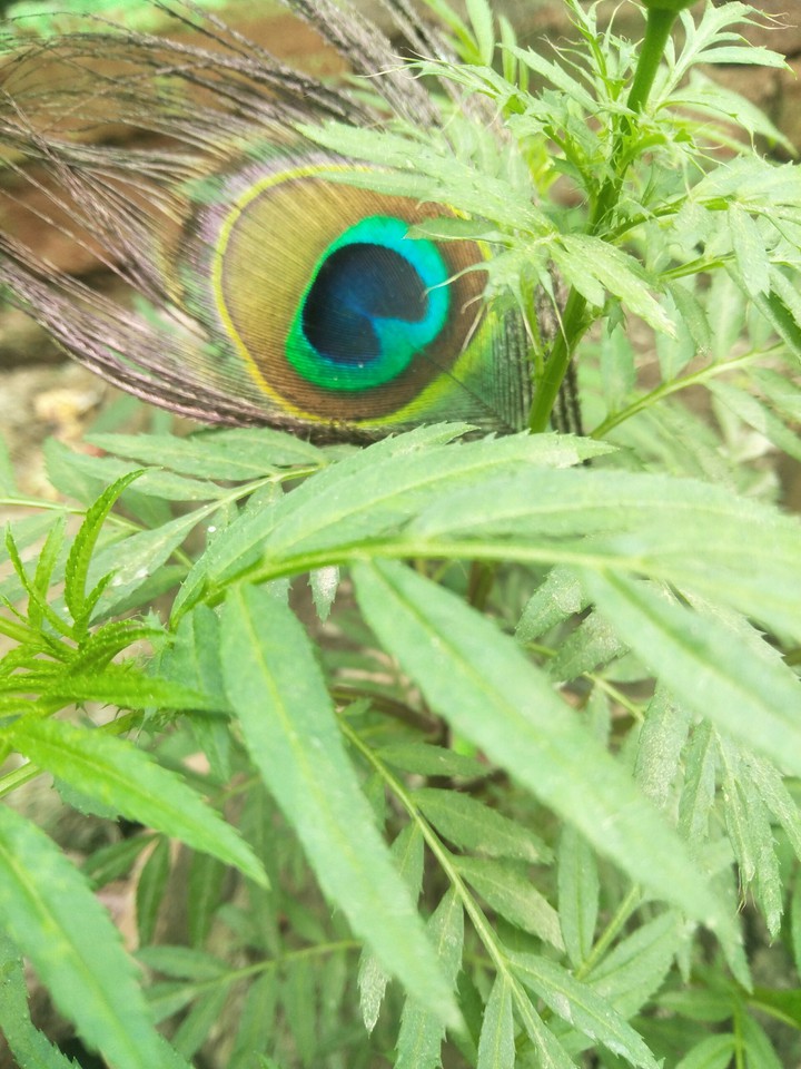 very beautiful flower