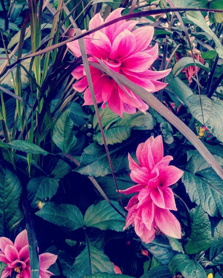 DIANA'S FLOWERS