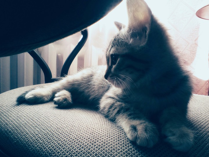 Кошка