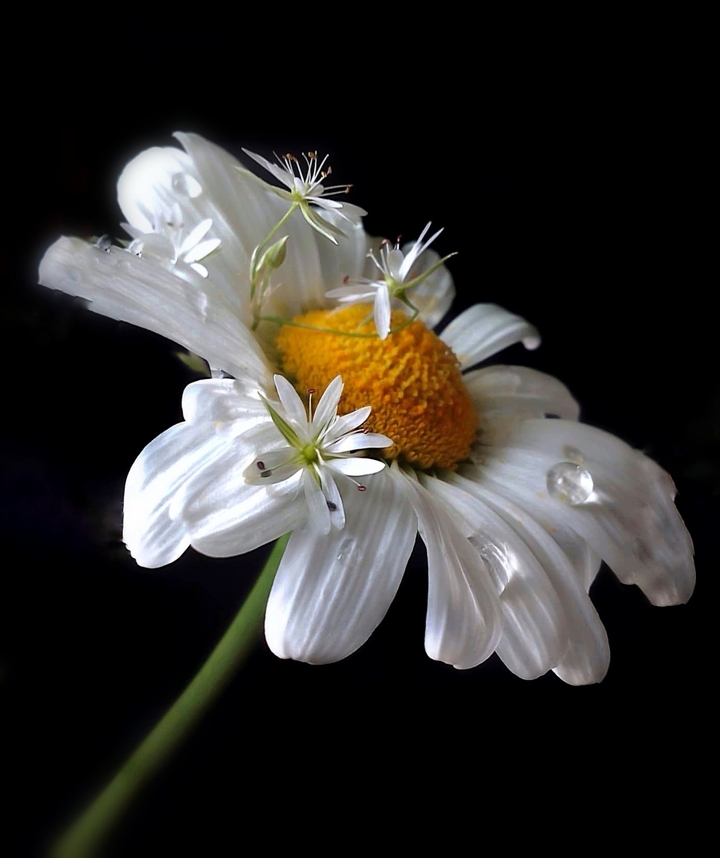 marguerite