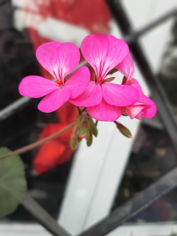 #pink #flores #plant