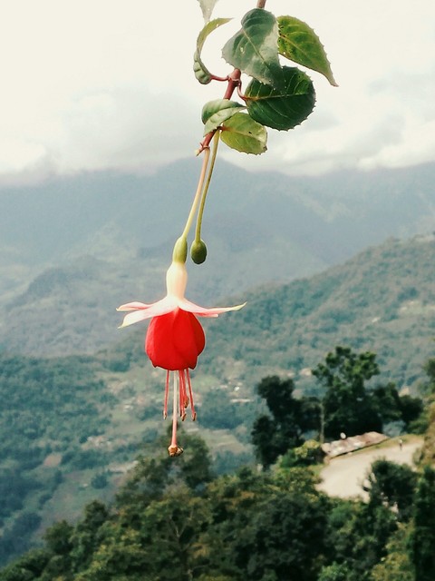 nature's beauty