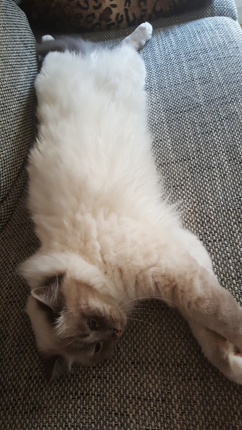 cat