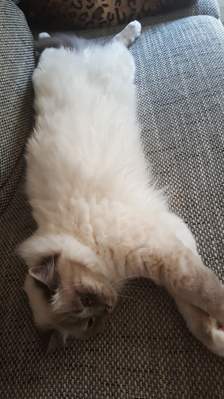 cat