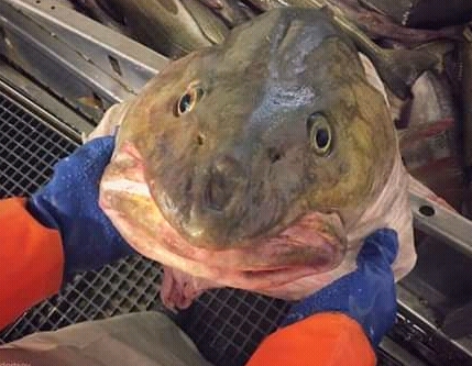 happy fish