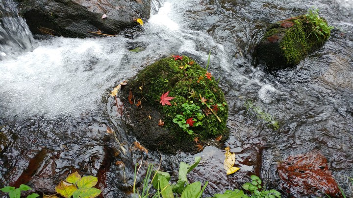 苔と紅葉 moss and Autumn leaves on the river