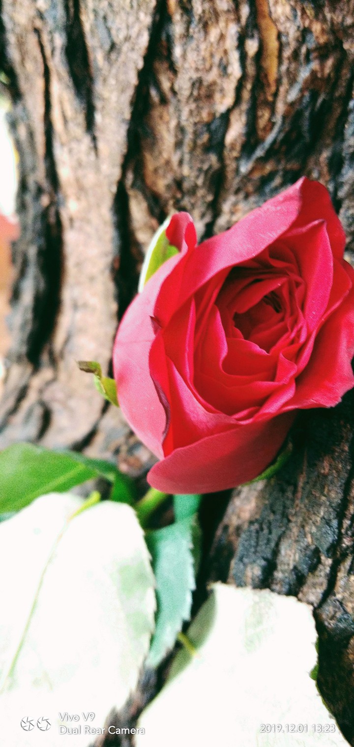 rose