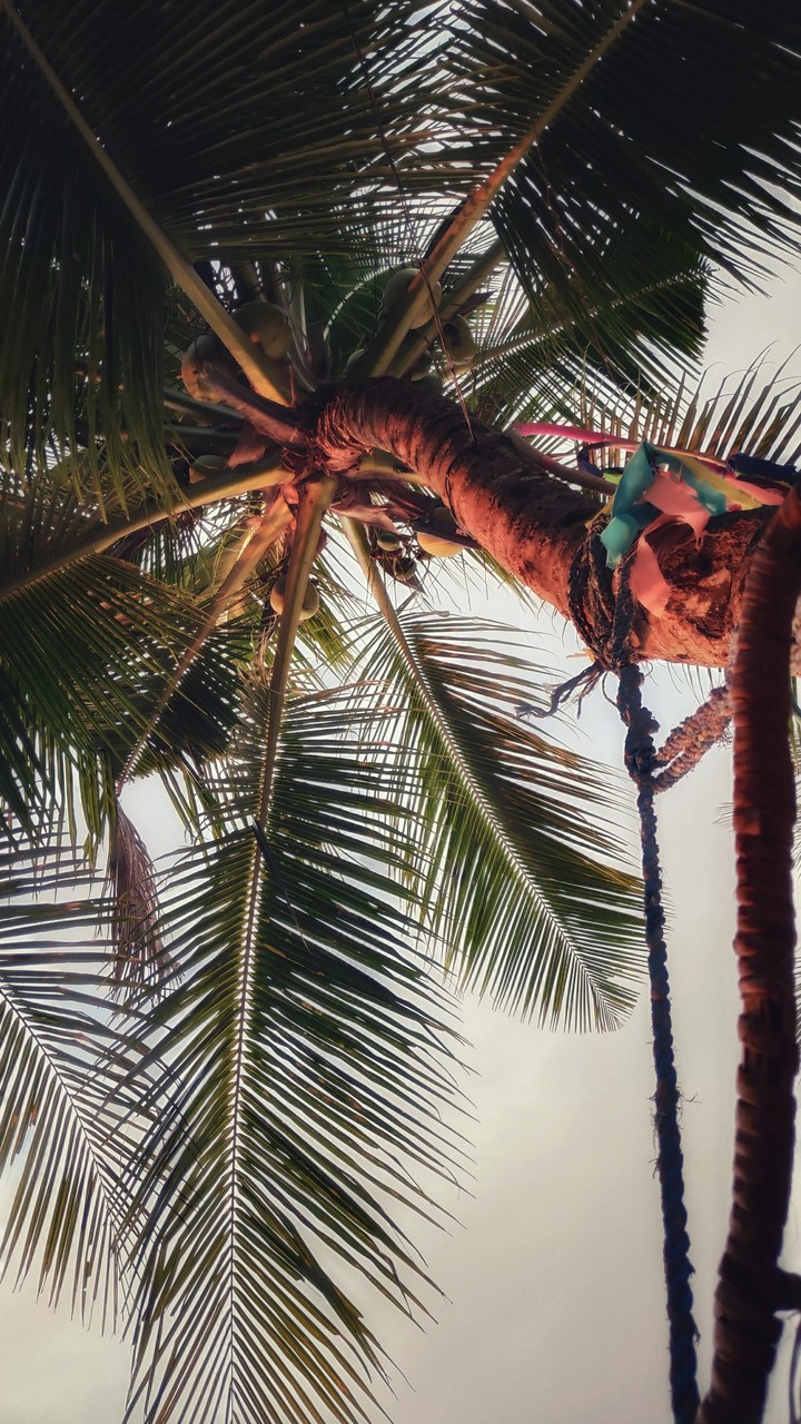 Coconut Tree
