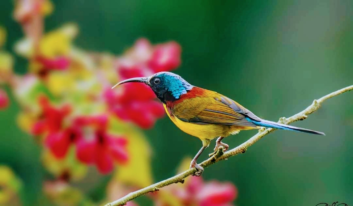 Sunbird
