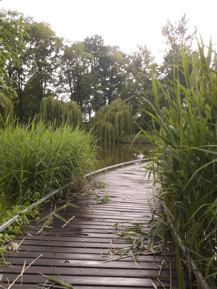 Rainy day in a park