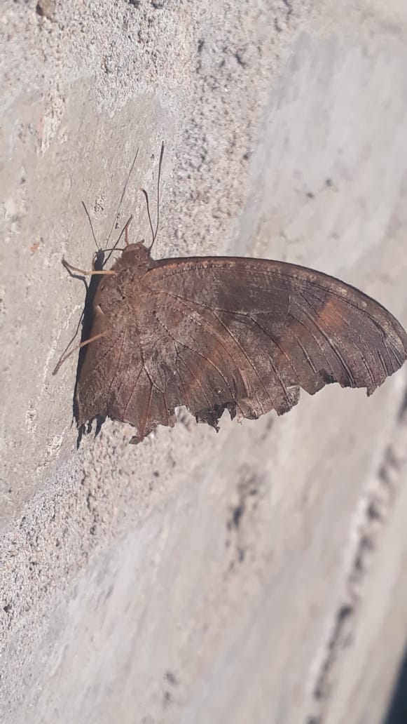 butterfly