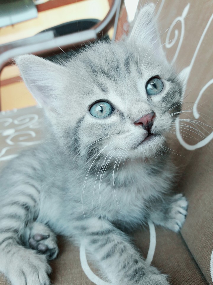 Котенок.