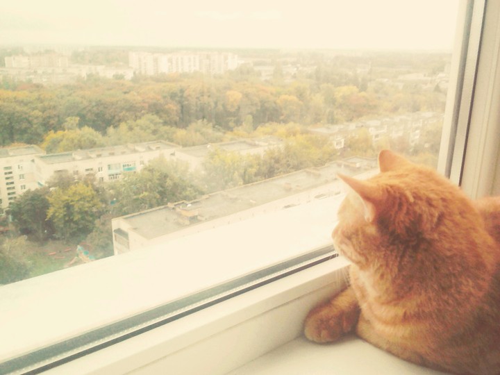 Король