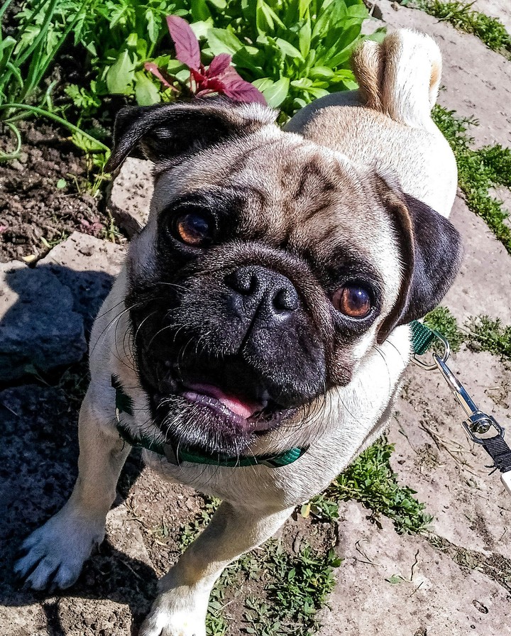 pug