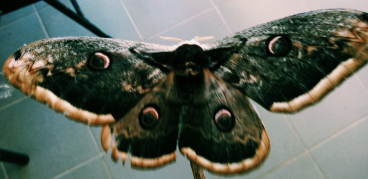 papillon