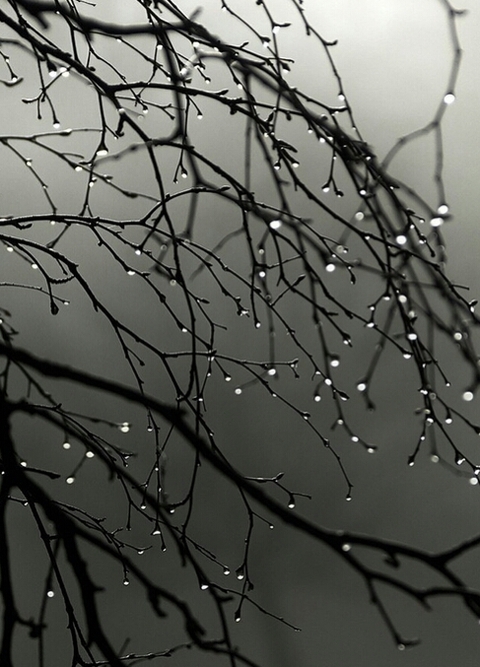 Branch of life