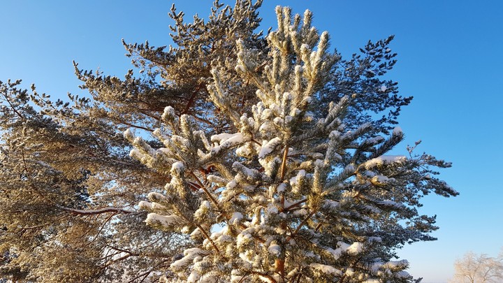 Сестрорецкий курорт