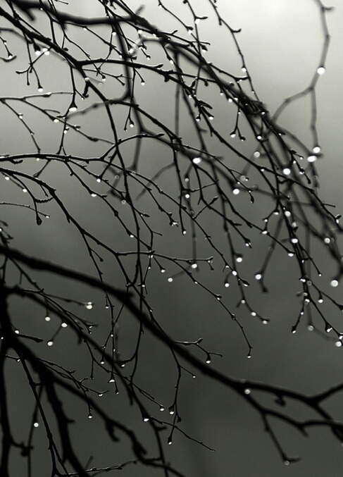 Branch of life