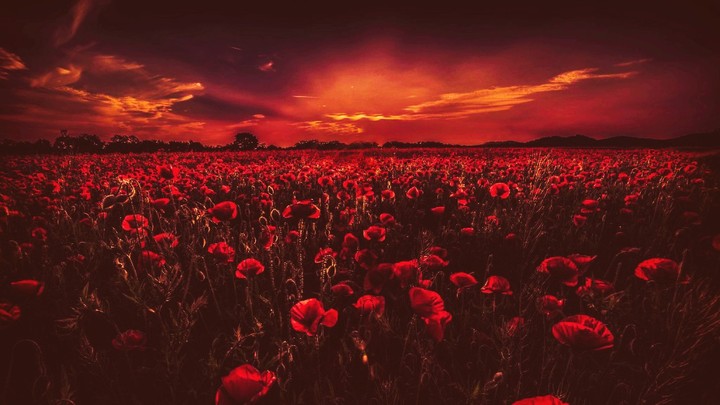 blood harvest