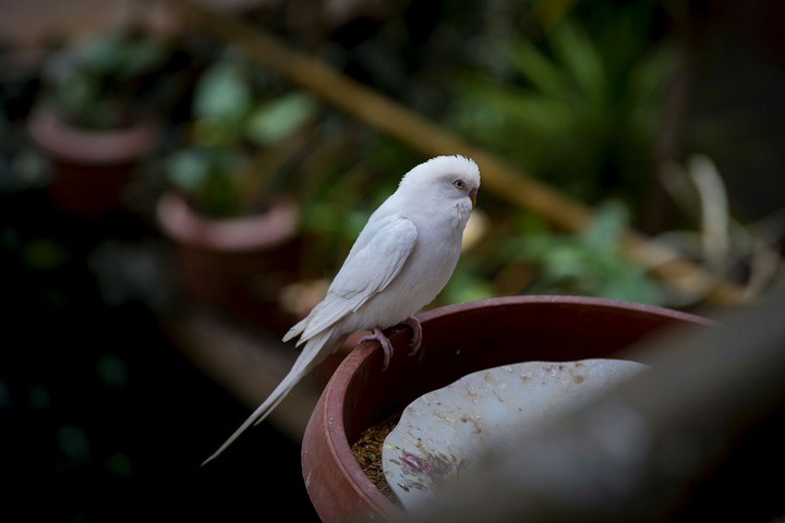 loro