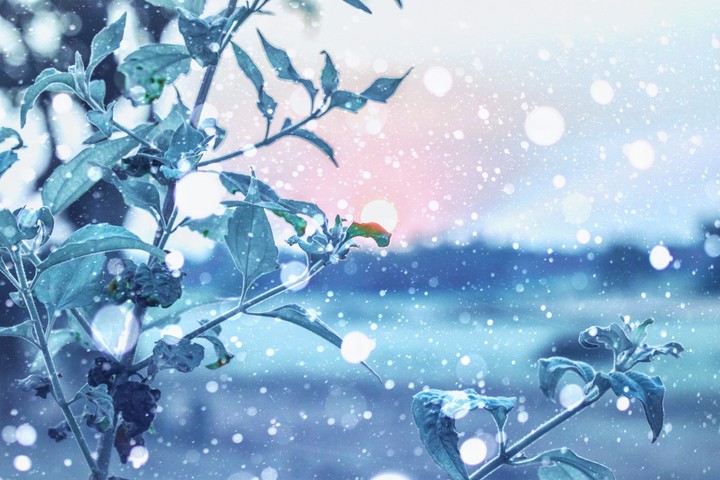 winter snow flakes
