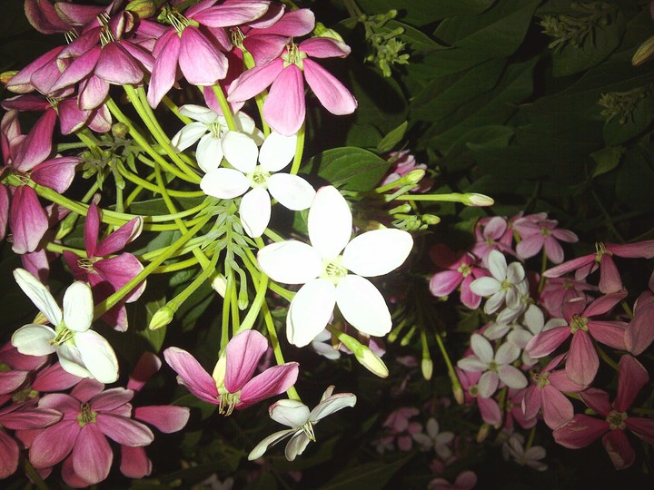flower