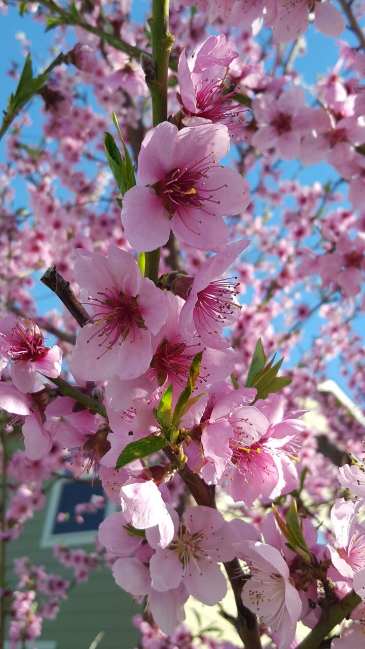 pink spring