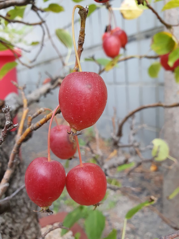Small Apple