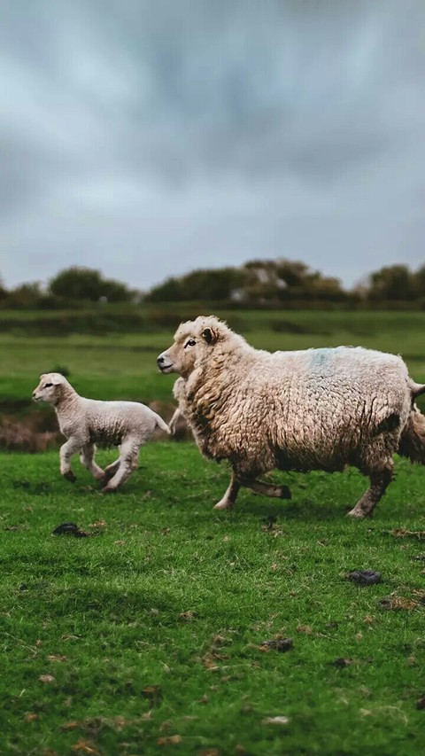 flock running