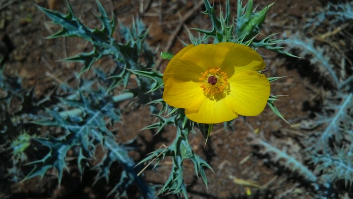 wild flower