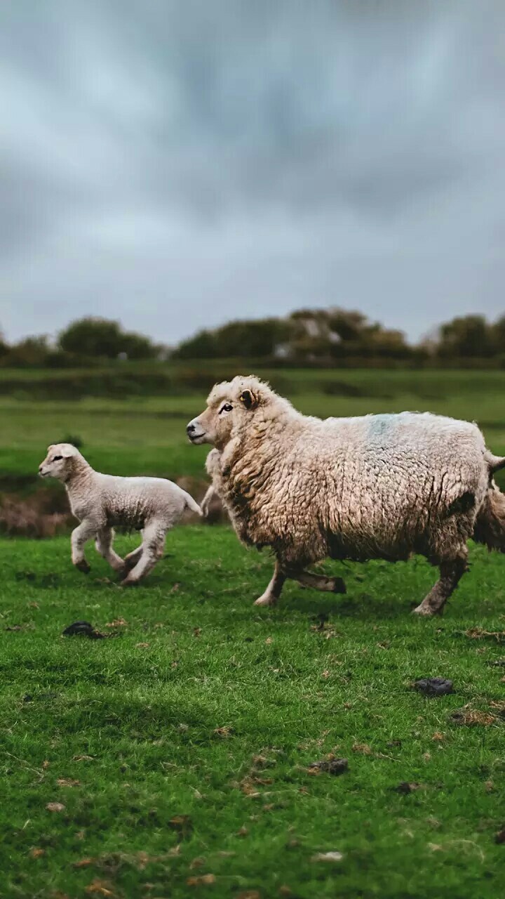 flock running