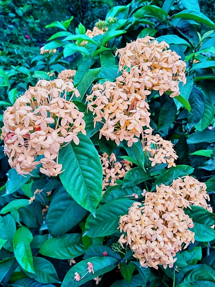 Yellow flowers